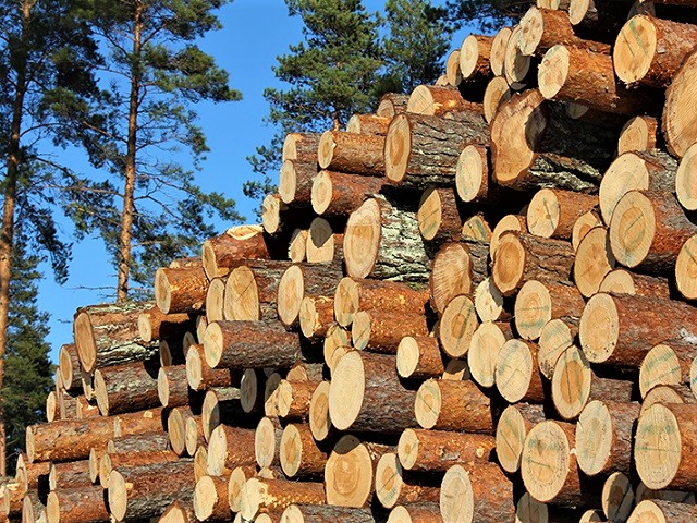 Сосна самая распространённая и доступная древесина, имеет уникальные свойства и характеристики